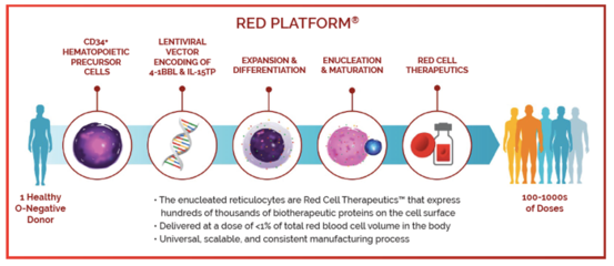 失利苯丙酮尿症后，Rubius Therapeutics战略转向 以红细胞疗法攻坚癌症与自身免疫疾病
