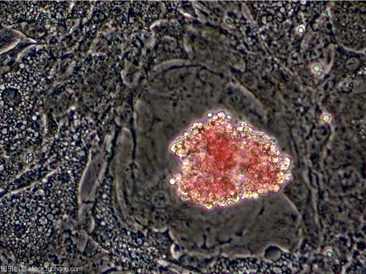 从干细胞到生命之河 体外制造红细胞的科技前沿