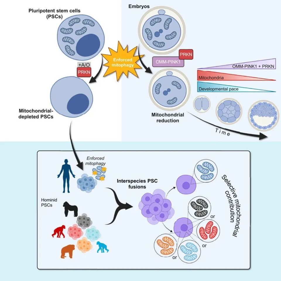 吴军团队开发强制线粒体自噬技术，揭示线粒体在多能干细胞和胚胎干细胞中的关键作用