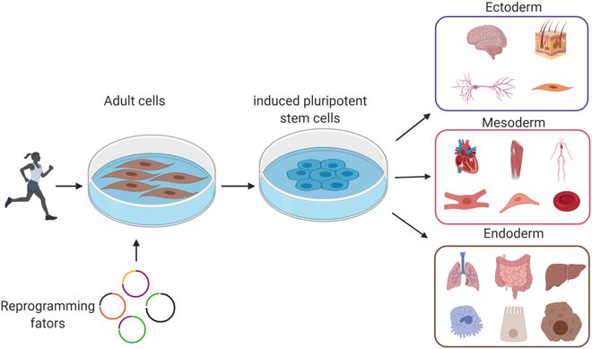 专访意胜生物 专注多能干细胞胰岛分化，以源头创新探寻糖尿病治愈之道